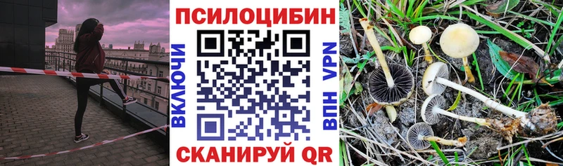 купить наркотик  Теберда  Галлюциногенные грибы Psilocybine cubensis 
